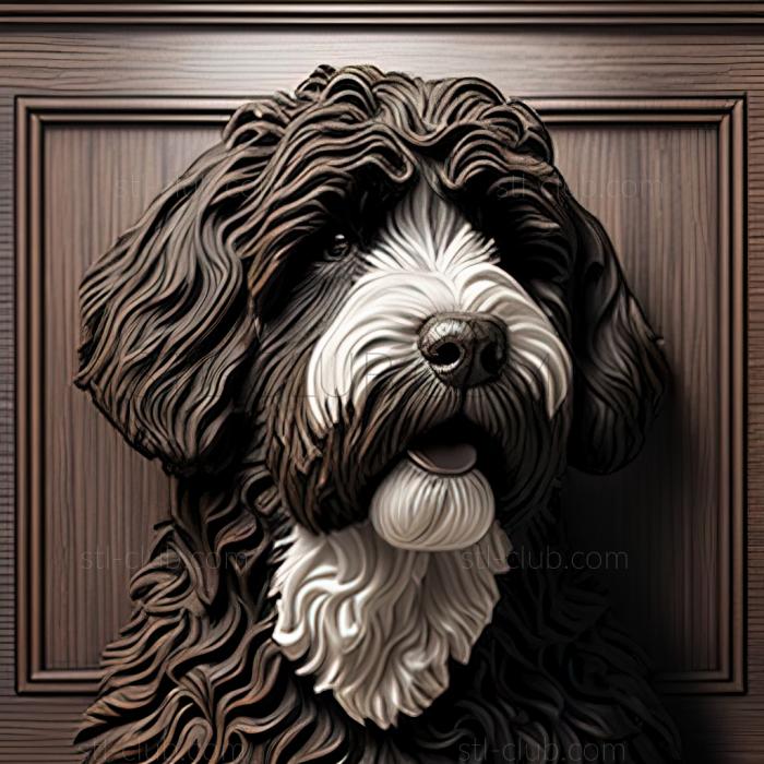 st Portuguese Water dog